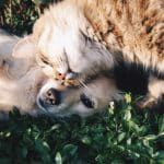 un chien et un chat qui se font un câlin dans l'herbe