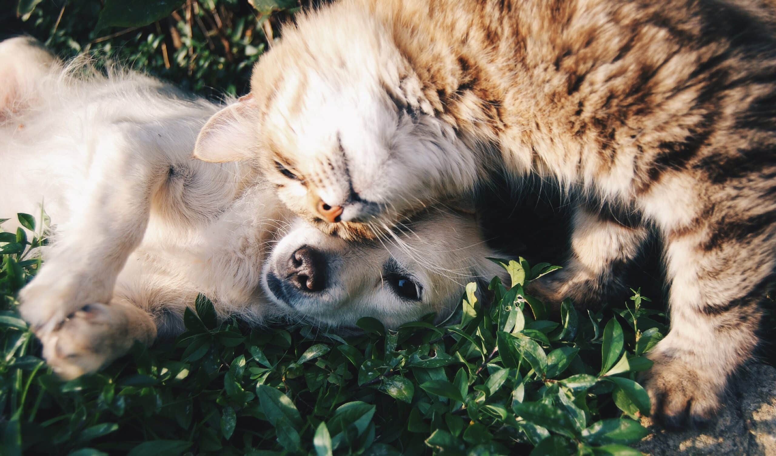 L’aromathérapie appliquée aux chiens et aux chats